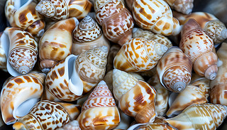 rc(din)İͱȂؐڲPϢȫ(zhn)
