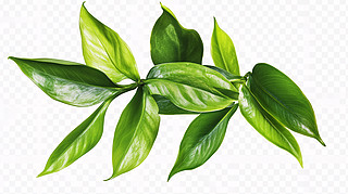 ֲ