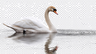 ˮZ