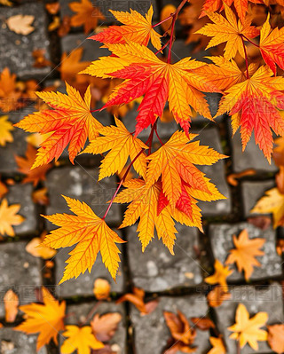 ľ~AI宋ڼ屳(bo)DƬز