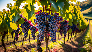 ꖹĵш@L(fng)箋ի@(ji)չʾ