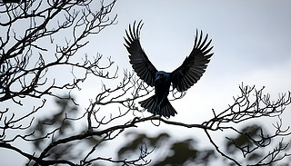 ۂĞfڰ݂?z)o~Ķ(sh)֦w