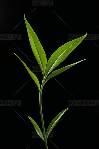 һNСֲڏĻƿLL(fng)DƬ