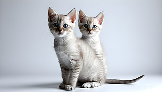 ȤPhynx؈ФcOxɫ