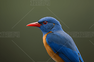 һֻ{ɫBtɫژ֦ψDƬ