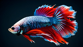 ɫrGă(yu)_~ˮϢչʾ(yu)ŵ