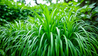 [[҃(ni)G޳MֲھGɫĉ