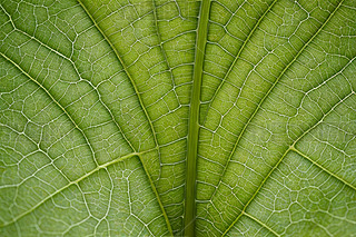 һƬ~ӵ،(xi)һƬǳľG~y