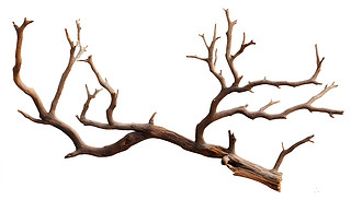 ɫϵĘOxɘ֦IȻLl(xing)