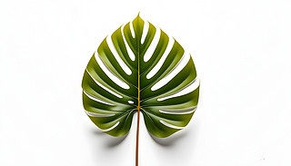 ɫϳMMonstera~O(sh)Ӌ