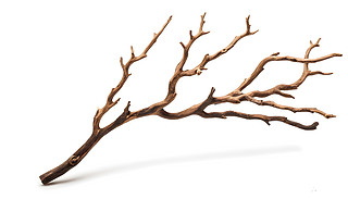 ɫϹĸɘ֦չʾȻ`OӋĿ