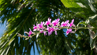 ĸٻڳMķۼtɫչʾʘ仨