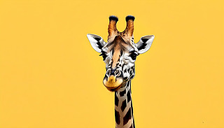 옷L(zhng)i¹(du)ꇳMSɫ