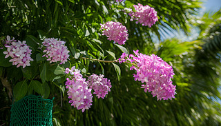 [[ľGɫ@гMķۼtɫC򻨴