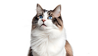 oİɫͻɫ؈˵{۾ҕԭ