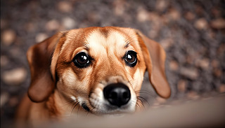 һֻɐ۵ɫСČoФĺ͌ע