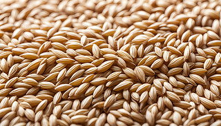 (yu)ŵʬF(xin)ִİɫ