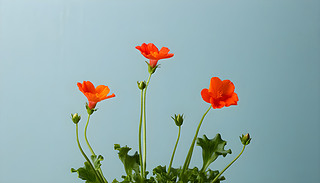 ʯ񻨰Ȧ(yu)ŵ͵ȻӰ