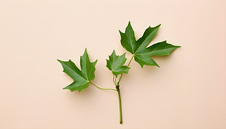 ֦ðGɫСѿԭʼL(fng)