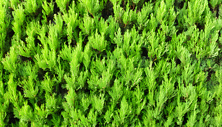 ͩļyڌoļͥ@Є(chung)