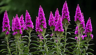 עĿ_mõڳMľGɫ@о`