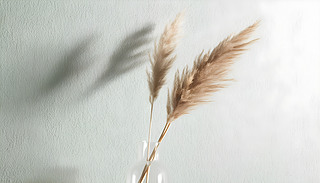 (yu)Ÿ˹݌һMľGɫ(chung)