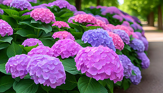 _(ki)ŵC򻨵،(xi)R^չʾ˾µĻ