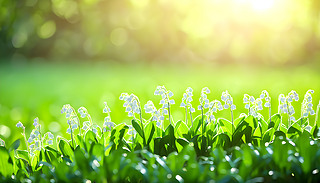 ɽꖹյİٺϻ[[Ĳ݅ʢ_