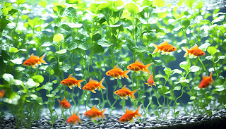 Mˮ(chng)ɫ~(y)[[ˮ^