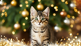 ˵ľG۾С؈?jin)WWl(f)Ľɫϲc