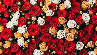 ͵ı¼tõSõͰ׻ӳȤ