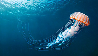 Mĳɫˮĸ(yu)ŵ{ɫ{(dio)ļy