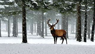 ?k)oĶȫ¹(yu)ŵشԽѩ