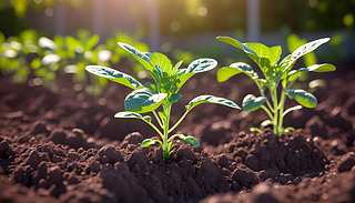 pֲķֵL(zhng)(li)ĳM