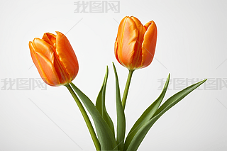 ϵĻƿЃɶɫĻDƬ