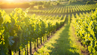 Gɫr(nng)(chng)ڜů(yng)