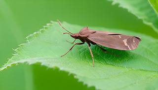 {(ln)ݶꗫϢC(j)ľG~