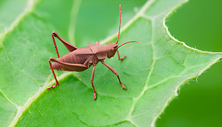 ΢Ĕz@ʾRoeselianaroese