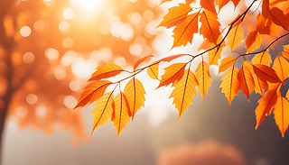 M＾~ԡꖹ(mng)ðģ