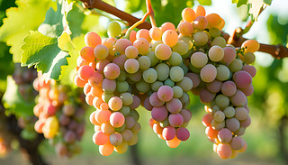 һشسM(mn)tѷӳȻĶn