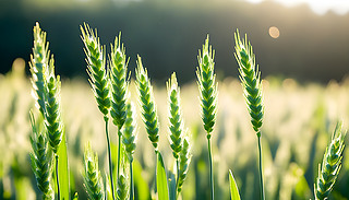 ꖹĵĽɫ{͉õɢЧ(yng)