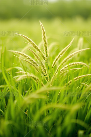 Gݵ؆ֲ،DƬ
