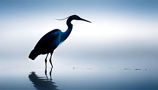 ӳcª}đnnӰ