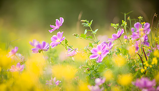 @@Ķ͵{(ln)¾`őcף@ˇ