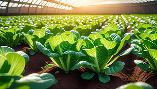 rЙC(j)˵ĳMĜҷNֲչʾF(xin)r(nng)I(y)