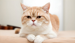 һֻɐ(i)؈?jin)ԭʼɫµ،?xi)Ф