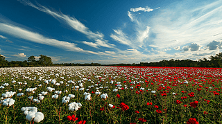 ޻Nֲr(nng)@L(fng)zӰƬ