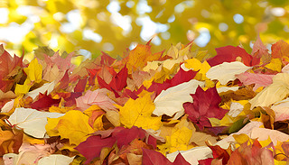 MļtɫSɫ~(yng)ĵ칫@