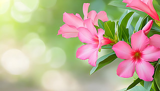 @@ķۼtɫNDesertRos