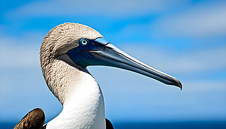 {ڜůꖹ(yu)ŵؑɳ